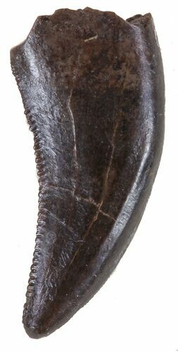 Small Theropod Tooth (Raptor) - Montana #58508
